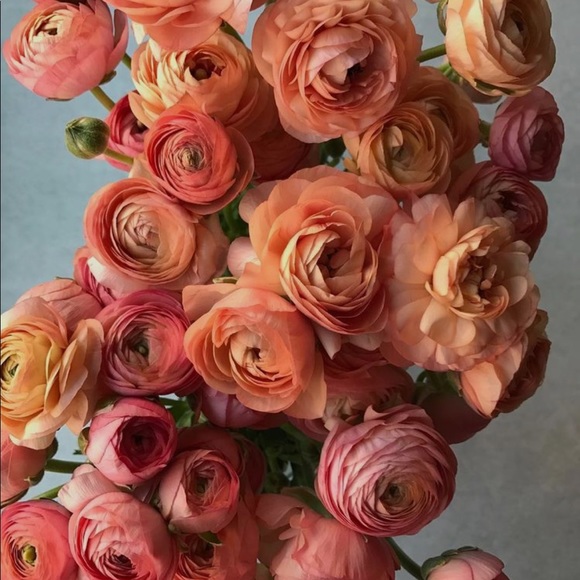 Meet your Posher, TJ - Picture 1 of 1